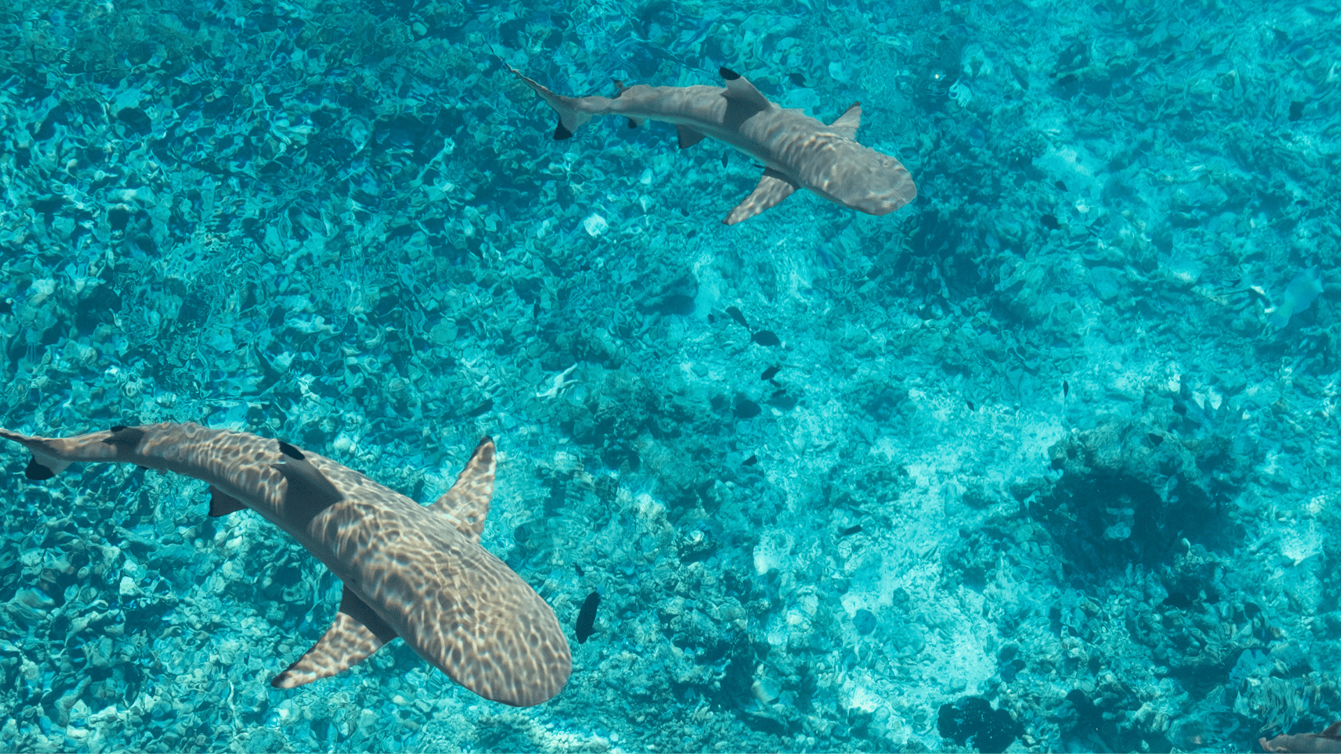 Tahiti and French Polynesia